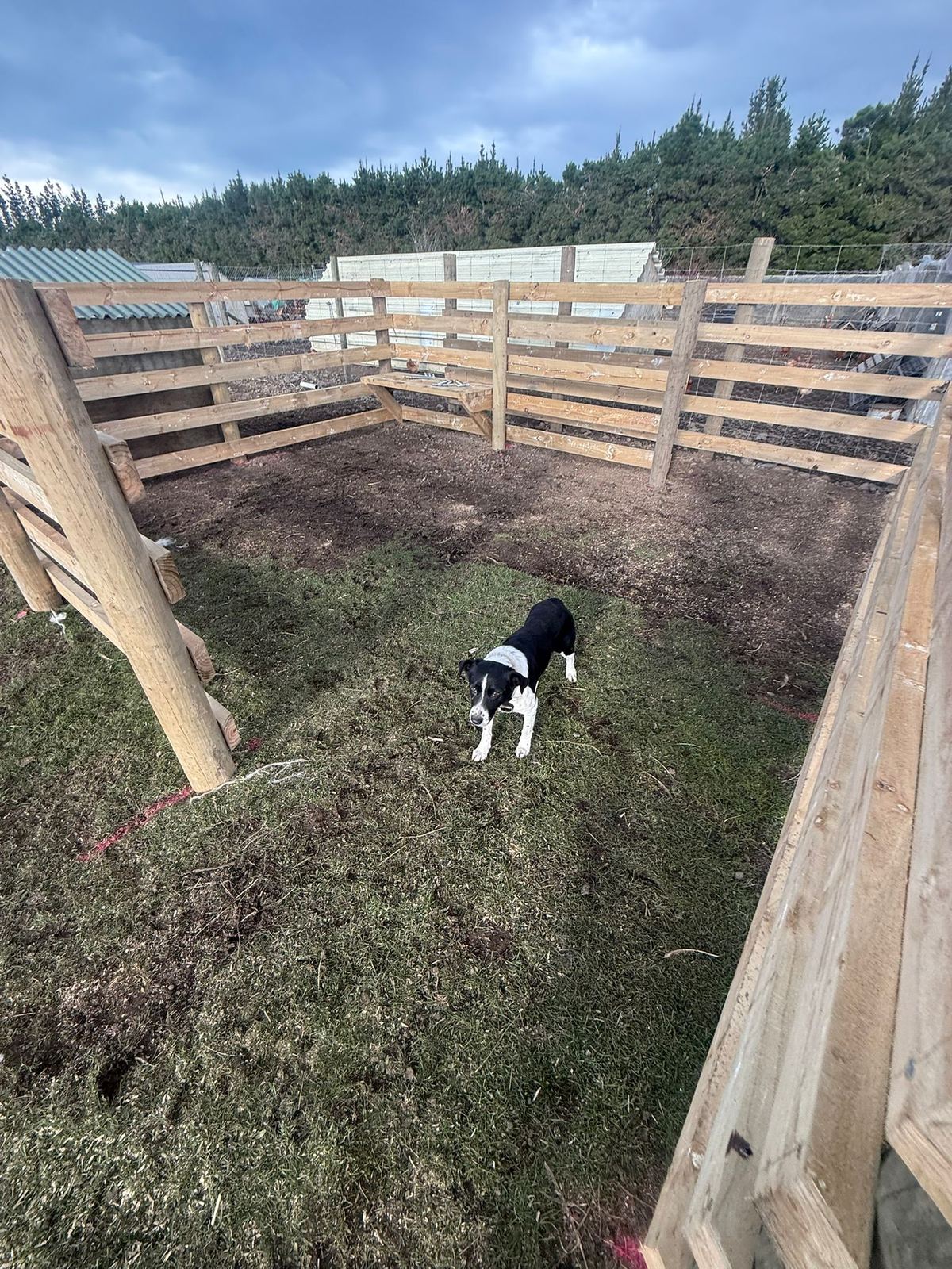 Timber stock yards and races on a North Canterbury farm